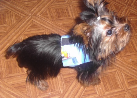 BaileyHarness