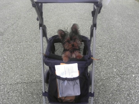 Strollin_