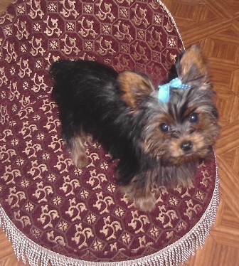 bpupcut