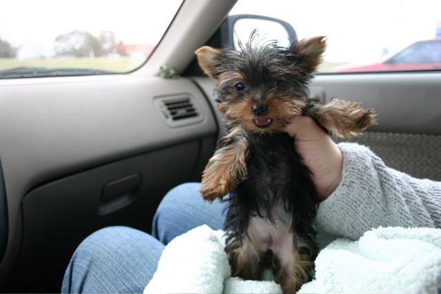 LittleWillow