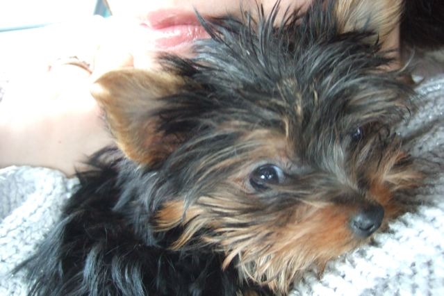 WillowBear
