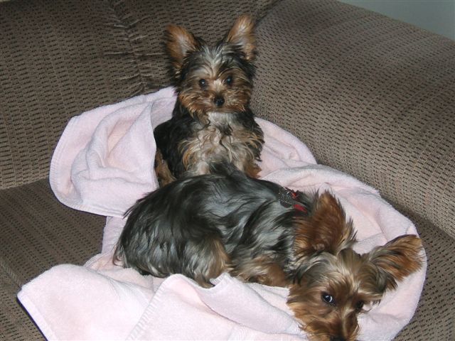 Xena_Punkin5-13-06b