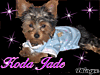 KODA.gif