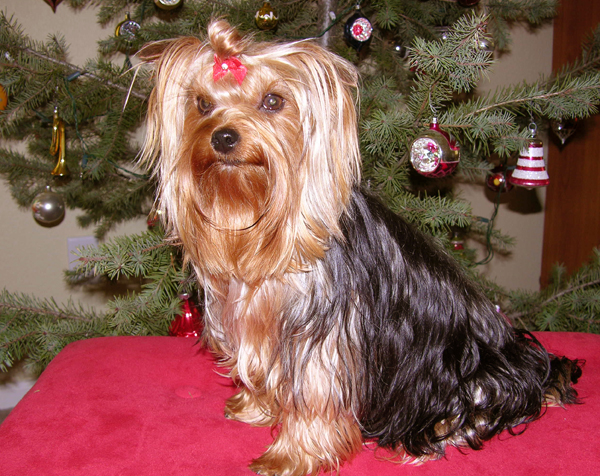 daisy-xmas06-sm