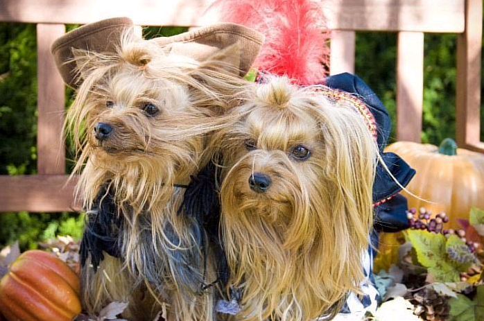 hwp16-sampson-daisy