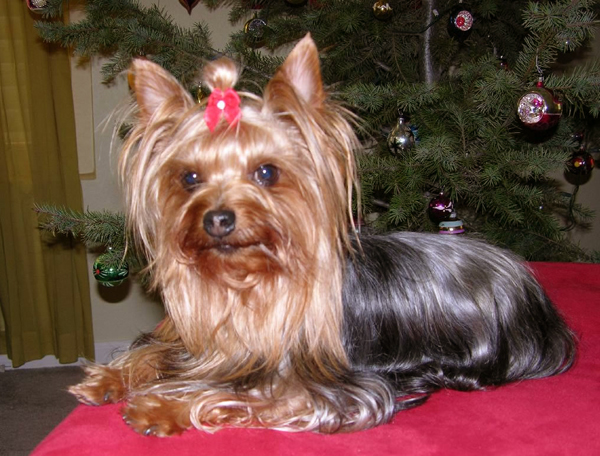 sampson-xmas06-sm