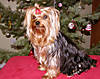 daisy-xmas06-sm.jpg