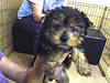 PUPPY3.GIF