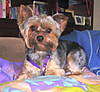 Tiger_on_Pillow_March_2007.jpg