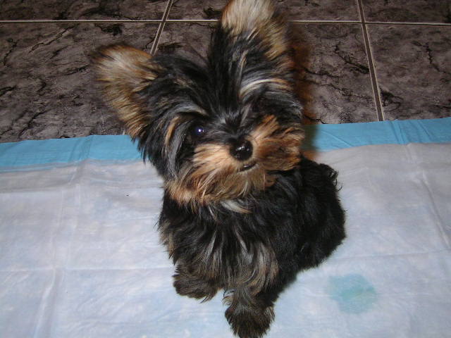 Picture_0223