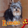 I'll make YOU an animated avatar!-romeo.gif