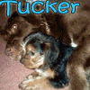 I'll make YOU an animated avatar!-tucker.gif