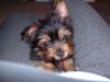 Perfect toy for yorkies!!-noelle-002.jpg