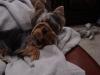 Perfect toy for yorkies!!-schatzie-knee-high-ball-yt.jpg