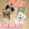 I'll make YOU an animated avatar!-chloeandtink1.gif