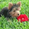 I'll make YOU an animated avatar!-muffin.gif