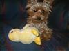 Talking toy??-reece-his-duckie-001.jpg
