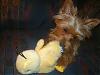 Talking toy??-reece-his-duckie-003.jpg