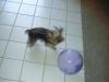 Big balls are fun!!-nikki-playing-ball.jpg