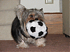 Just bought plush soccer ball toy w/squeaker-img_2764.gif