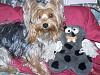 Found a toy for the Yorkie that could eat anything.-mutt2.jpg