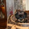 Please tell me about your 'purse' pet carriers!-coco-025.jpg
