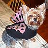 What will your little ones be for Halloween?-rattys-costume.jpg