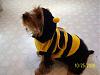 What will your little ones be for Halloween?-cute-bumblebee-hiro1.jpg