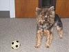 What are your yorkies favourite toys??-img_0004.jpg