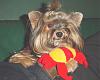 What are your yorkies favourite toys??-olivern-crab-copy.jpg