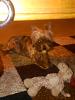 Treat recommendation-img00154-20100305-1840.jpg