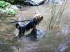 Swimming...-tuffy-co-river-5-28-10-sniffing.jpg