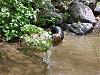 Swimming...-tuffy-co-river-5-28-10-wading.jpg