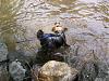 Swimming...-tuffy-co-river-5-28-10-i-go-.jpg