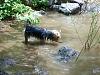 Swimming...-tuffy-co-river-5-28-10-gonna-get-stick.jpg