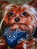 Ever heard of a Yorkie not liking TOYS?-old-mo-1.jpg