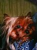 Ever heard of a Yorkie not liking TOYS?-old-mo-2.jpg