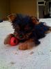 Toy eater...-mindy-05.jpg