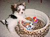 First Toy Pictures-livi-9weeks-earsup4.jpg
