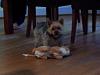 Ever heard of a Yorkie not liking TOYS?-26063_104574736240966_6226836_n.jpg