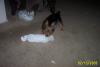 A new twist on playing with plastic bottles-dcp_2255.jpg