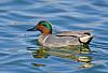 The Walking Thread - What Did You See The Last Time You Took Your Pup For A Walk?-green-winged-teal-0003.jpg