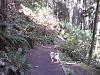 The Walking Thread - What Did You See The Last Time You Took Your Pup For A Walk?-003.jpg
