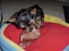 Pigs ears, watch a yorkie go nuts LOL-not-pig-4-28-05.jpg