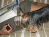 What a smart puppy!!-img_0121.jpg