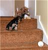 What does your Yorkie like to chase?????-cimg1311.jpg