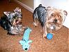 What does your Yorkie like to chase?????-cimg1638.jpg