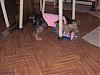 What does your Yorkie like to chase?????-dixie-pepsi-bottle.jpg