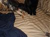 What does your Yorkie like to chase?????-baby-025.jpg