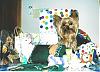 Yorkie Birthdays-allforme-small.jpg